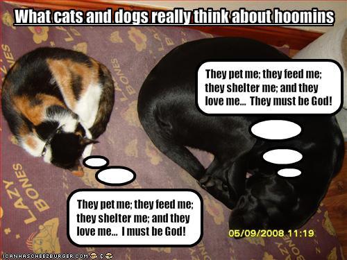  cats are smarter!but dogs are loyal and they can sense danger! lol!