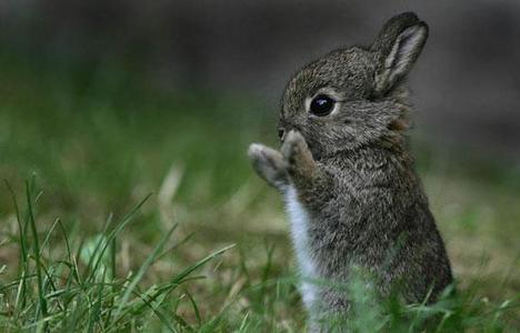  Bunnies are em bé Rabbits are adults...