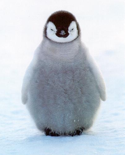  Simple!!!! Penguin!