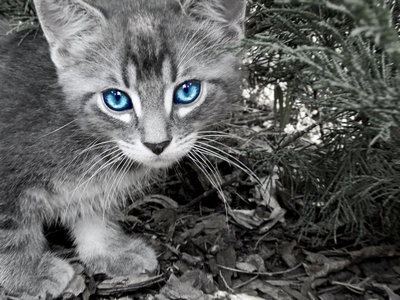  Bluefire a silver blue tabby she-cat with firey blue eyes
