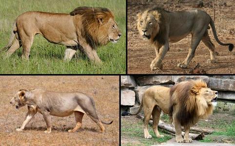  The 2 most important reasons for Lions having manes are: 1. Attraction/Reproduction. The bigger & darker the mane, the più the Lionesses like it. The larger mane may also indicate a male who has won many battles, thus is most fit. Males who get beat up most, may lose much of their mane. 2. Intimidation/Protection. The mane makes the male look larger to its enemies (other Lions, Hyenas & such). If he has to fight, the mane blunts damage to its neck & shoulders. The size and variety of manes can be influenced da habitat; Lions in the hottest areas of Africa have smaller manes, while Lions in più fresco, dispositivo di raffreddamento parts have larger ones. Asiatic Lions, in general have smaller manes, despite living in India. African Lions of the Tsavo region, have little, if any manes at all. Apparently, they are also più aggressive than other Lions. Lions that live in captivity can grow massive manes because they don't live the hard life of wild Lions. They lack the mental, emotional & physical toughness of "real" Lions, IMHO. Included is an image of various Lions & their manes. (TOP/Left - Right: African Lion, Asiatic Lion. BOTTOM/Left - Right: Tsavo Lion, Captive Lion.) Hope that helps. JD