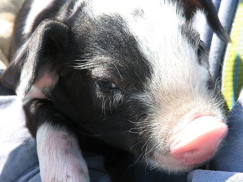  my daddy bought me a baby pig. what should i name it?