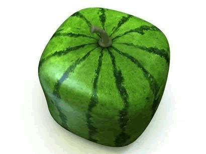  Why is this watermelon, tikiti maji square?