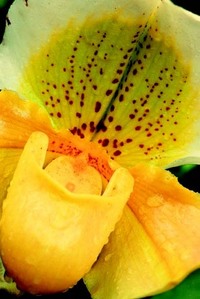  A yellow फूल :)