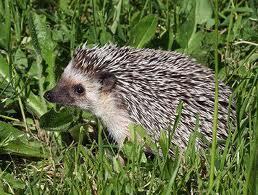  this cute little guy :3 i've always wanted a pet hedgehog...