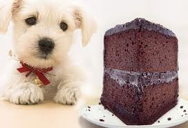 cause hes boring (this is a random cake dog picture