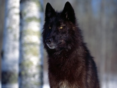  A wolf one like the picture