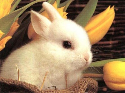 hope u like my bunny!!!