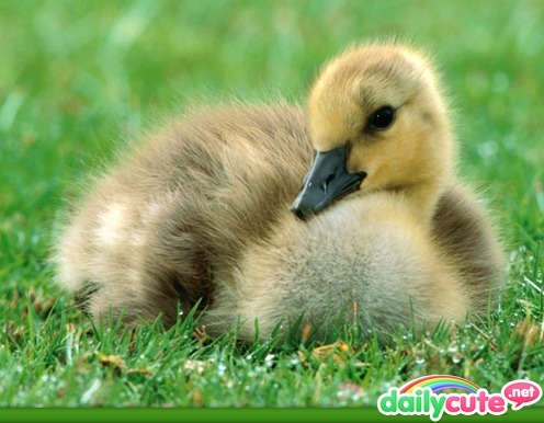  Everyone look at this fluffy duck....isn't it cute..? ITS SO FLUFFFFFFFFFFFFFFY!
