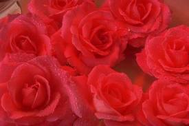  every girl paborito mga rosas especially red one.they r really close to me puso