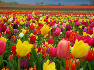  Tulips <3 also बकाइन and lillies