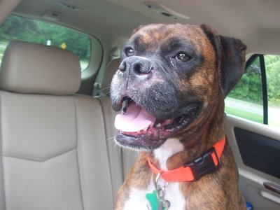  I have an eleven-year-old pug (no joke), Otis; and a three-year-old boxer, Mocha. Here's a pic of my boxer: