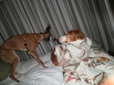 A female Saluki (5) and a male Brittany (7), seen here playing on a hotel bed together. ;]