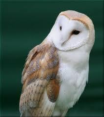  an owl,i 愛 owls <3
