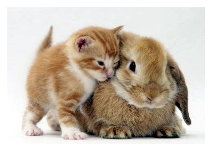  Either a bunnie of a kitty (\ /) (♥.♥) ( W )3