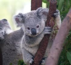  ONE WORD:koala