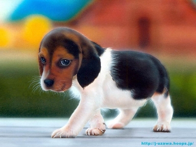 A little Beagle puppy. :3