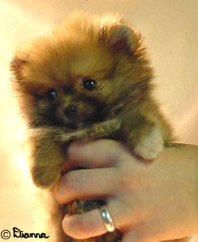  here toi go a promerian chiot