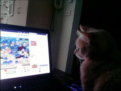 Molly watching a fish game on my mum's laptop (my mum took the photo)

This was like early last year :3