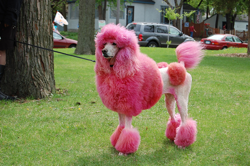  I know! bạn are màu hồng, hồng Poodle!