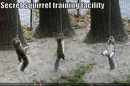 I see a secret 松鼠 training facility