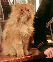  Crookshanks, Hermione's cat! :D