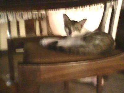  this pic is not clear....i don't have some gud pics of My cat..but Albert is really cute cat.....i cinta my Albert sooooo much...but i lost mt cat last year...( my cat name is albert lol :p )