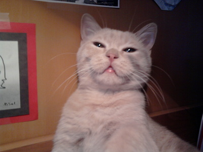 lol , this is my cat Peach (he is smiling xD)