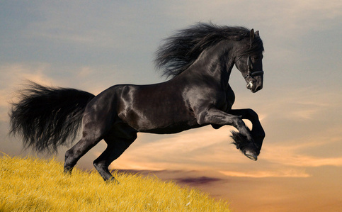  ii dont hve a horse but here is a horse!!!