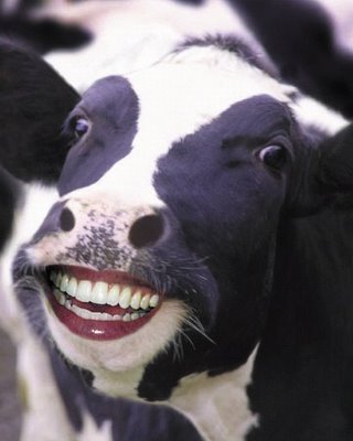  No. Now here's a smiling cow to lighten to mood.
