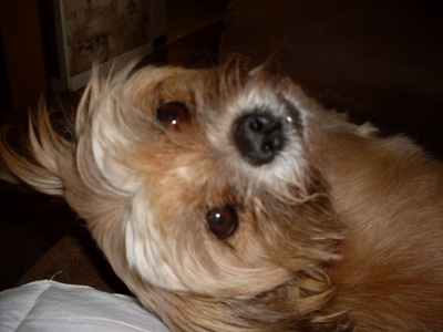 My dog Mika. A Lhasa Apso who turns 11 on November 22, 2011.