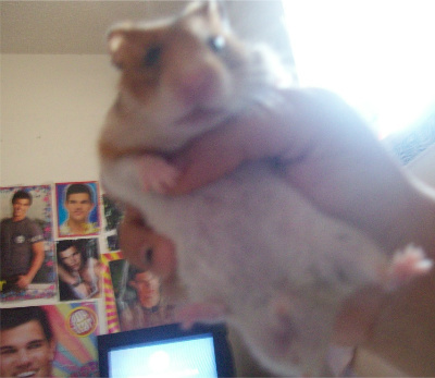This is my hamster Merrick, or Dawson..i forgot his name! lol i have 3 other hams so yeah..anyways, he has NINJA SKILZZZ!!! Jealous? xD i also have a dog. he's cute :3 -Cassi <3