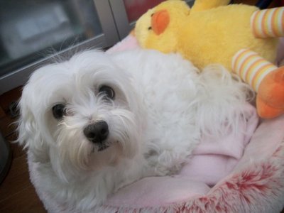  Name: Lyra Age: 3 yrs old Type: Maltese Awwwww she always steals my canard (on the picture) because she looooves to sleep suivant to it even though she knows I forbid her to take it xD isn't she the cutest thing?????? <333333 Yes, I know I sound a bit like a dork but... she's so cuuuuuuuute MDR (edited cuz I forgot to post the picture.. oops)