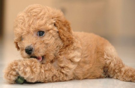  toy poodle's