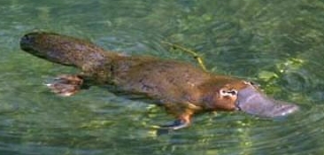  I've always been fascinated in the アヒル, 鴨 billed platypus, it's the only mammal in the world that lays eggs rather than giving birth, it's also perfectly adapted for living in both land and water and looks absolutely bizzare!