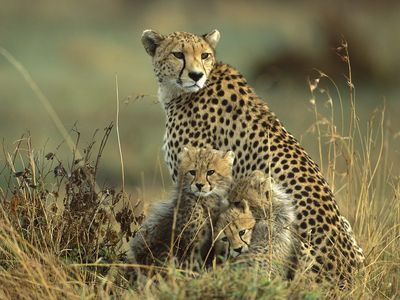 Cheetahs, Fucking amazing animals. C: