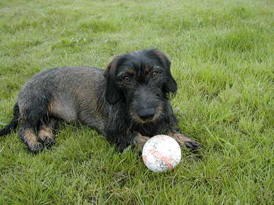 Here's a picture of my standard dachshund named Mieke, in October she will be 6 years old.  She is a great dog !