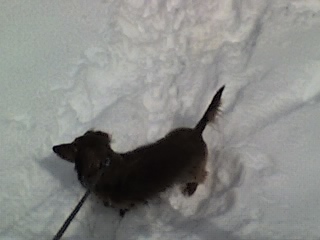  I don't have a pic of me and my dog but I got a pic of Him in snow. Here's my pup he's 8 years old in dog days!