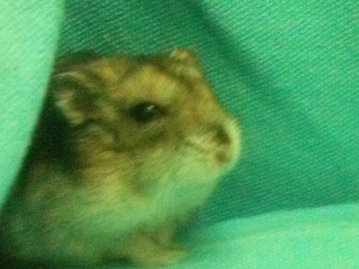  The fact that she is old and going to die soon. And the fact that she's a hamster Houdini.