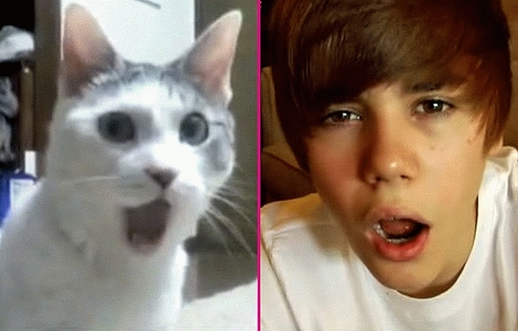 Justin, a kitty, PERFECT!!