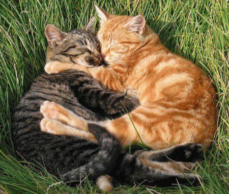 look at this guys isnt this adorible these cats are cuddling wat do u think when u see cats cuddling? this is way too cute ♥