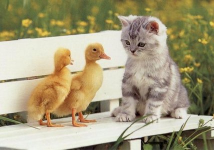  Quack Quack! I amor ducks. They're so cute.
