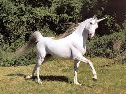  Do আপনি believe in unicorns, and is so, then why?