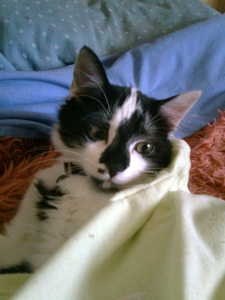  당신 think my "kitty" Tikuça is cute???