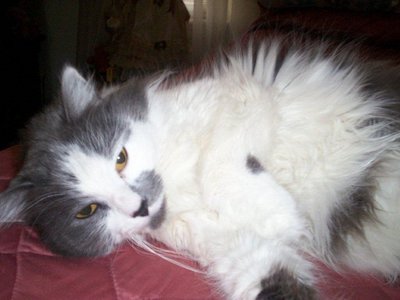  my missing cat :( . have te seen her??? please help. her info is below