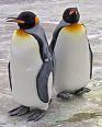  do u like pinguins??