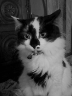  wewe think my kittie Tikussa is scary?