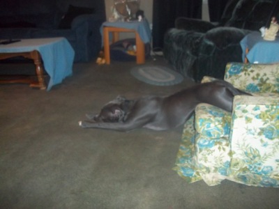  Look at how my dog lays down? Does te dog do that?