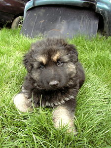  Dog - Athos Old picture
