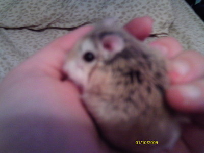  Destiny (a gray tabby she-cat) Simba (a black and سونا she-cat) Sparky (a cute little hamster)